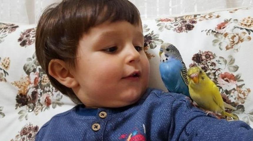 (&ouml;zel Haber) Minik &Ccedil;ocuğun Muhabbet Kuşlarıyla İlgin&ccedil; Diyaloğu