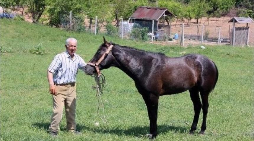 5 Bin Lira Maaşlı &Ccedil;obanın Yakaladığı &rsquo;başıboş Atlar&rsquo; Satılamadı