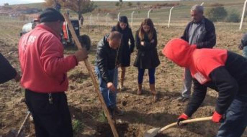 Ceviz &Uuml;retimi Kırıkkale Ekonomisine Katkı Sağlayacak