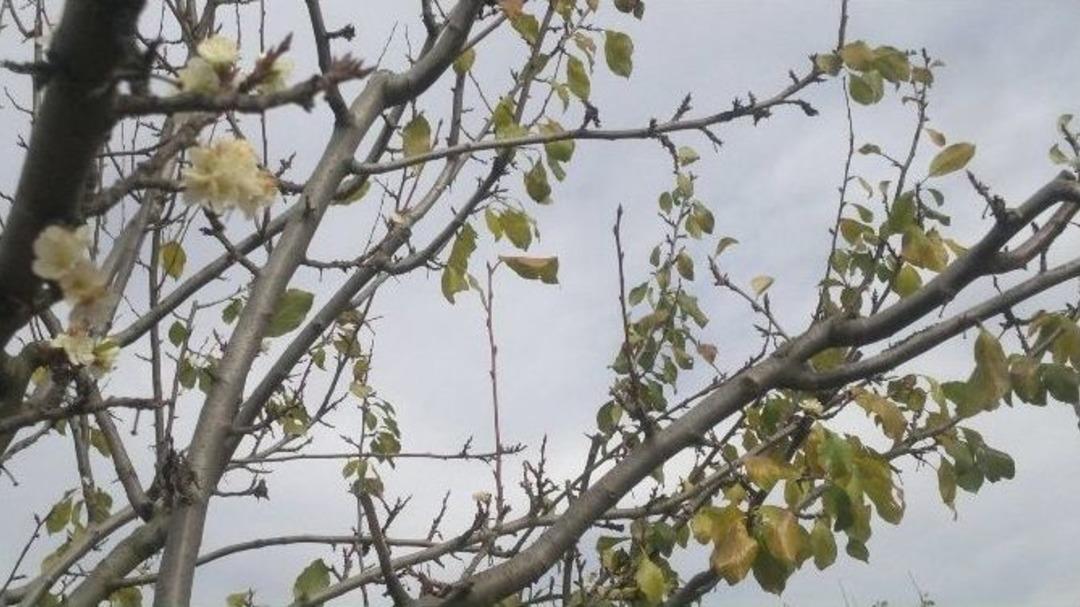 G&uuml;neşe Aldanan Erik Ağa&ccedil;ları &Ccedil;i&ccedil;ek A&ccedil;tı