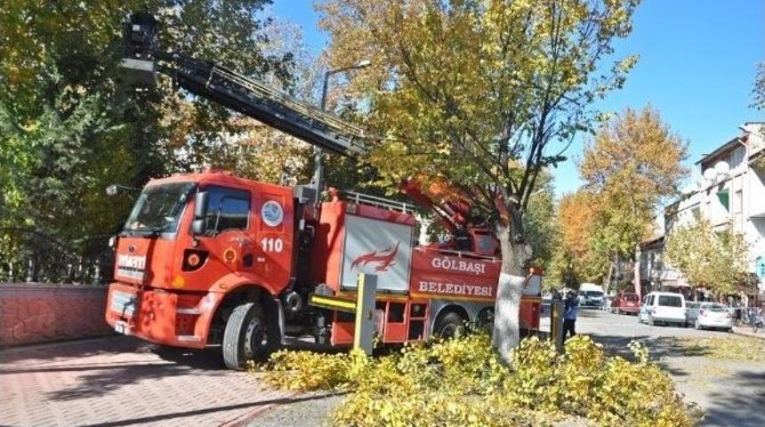 G&ouml;lbaşı Belediyesi Ağa&ccedil;ları Budamaya Başladı