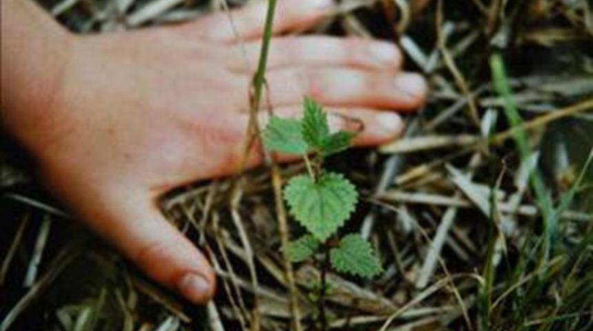 Isırgan otunun faydaları