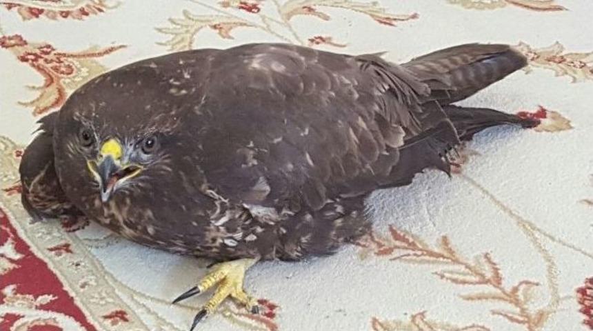 Yaralı Şahin Ormancılar Tarafından Hayata D&ouml;nd&uuml;