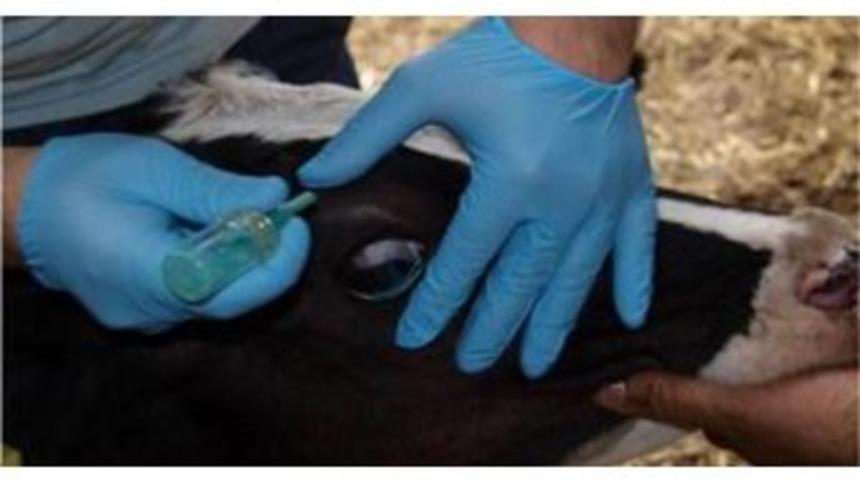 Brusella Eradikasyon Programı Sonu&ccedil; Vermeye Başladı