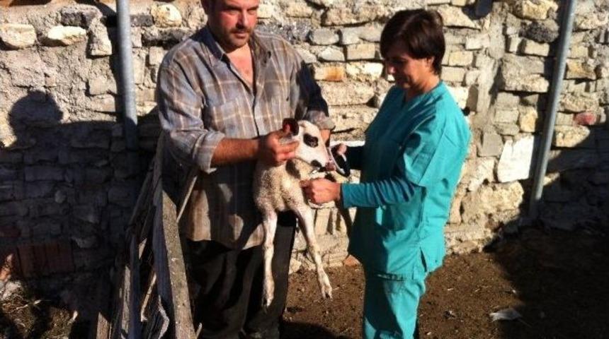 K&uuml;&ccedil;&uuml;kbaş Brucella Aşılaması Başladı