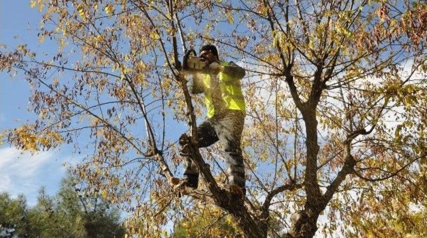 G&uuml;z D&ouml;nemi Ağa&ccedil; Budama &Ccedil;alışmaları Başladı