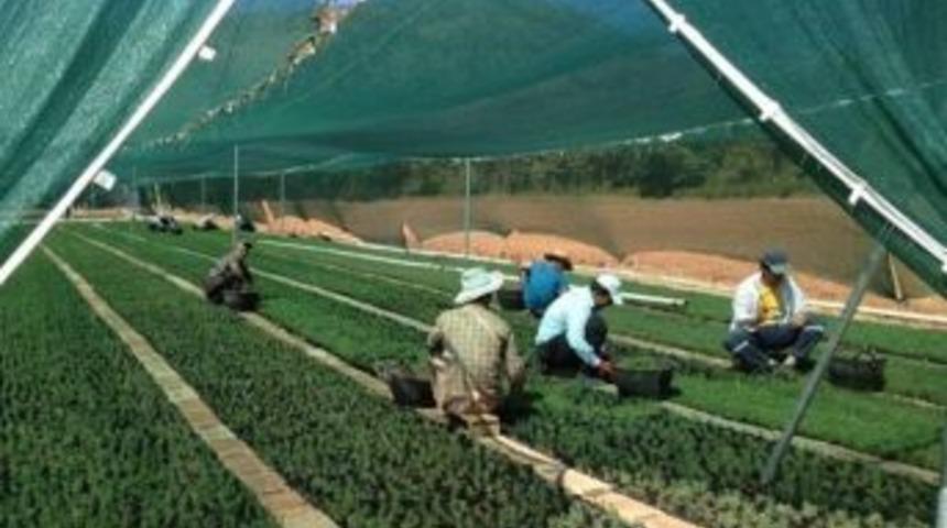 Ordu&rsquo;da 415 Bin Yeni Fidan &Uuml;retildi