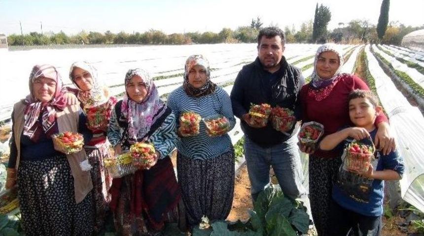 (&ouml;zel Haber) Kış &Ccedil;ileği Hasadı Başladı
