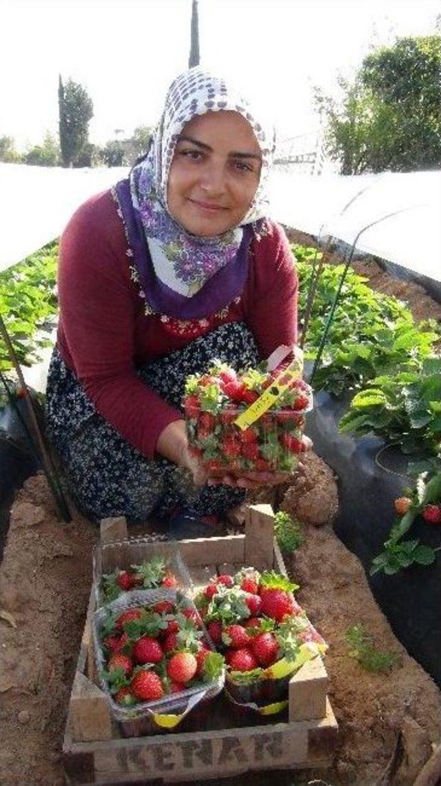 (özel Haber) Kış Çileği Hasadı Başladı