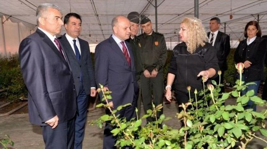 Vali &Ccedil;akacak, Kesme G&uuml;l &Uuml;retim Tesisini Gezdi