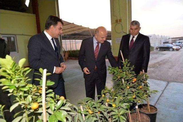 Vali Çakacak, Kesme Gül Üretim Tesisini Gezdi