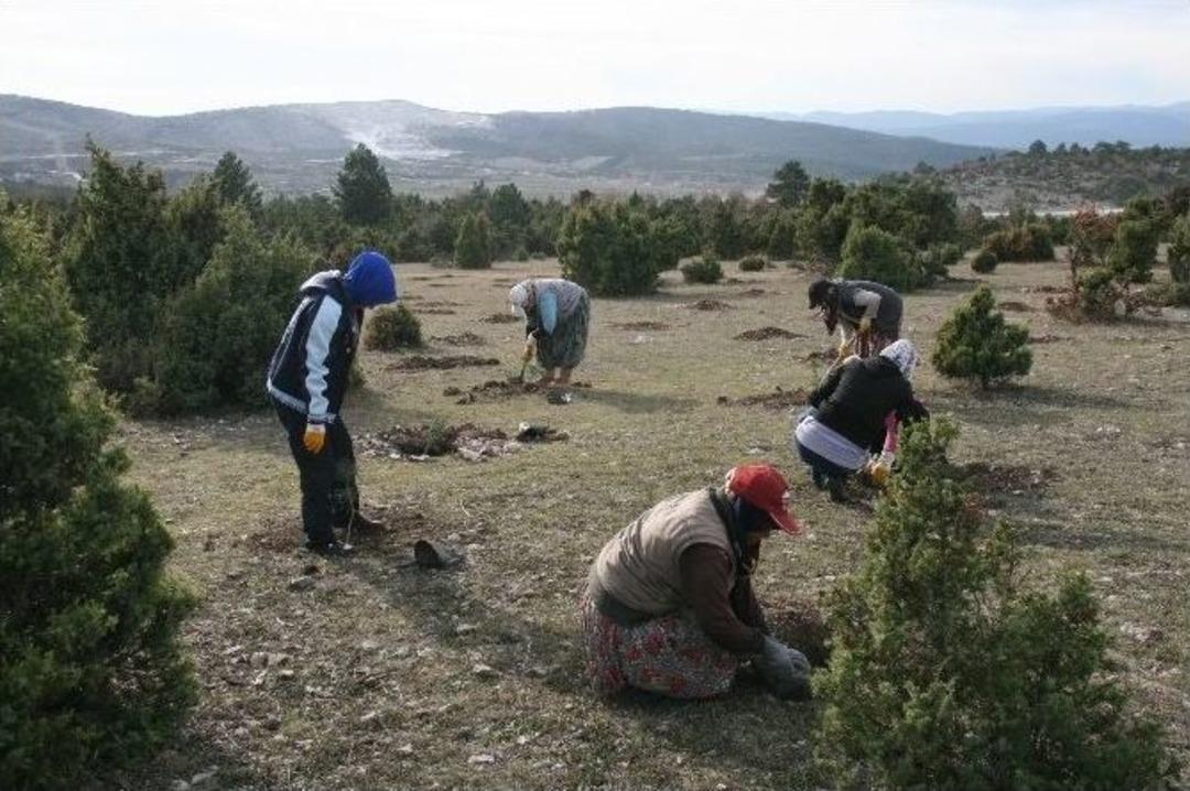 Kent Ormanı&rsquo;na Bin 200 Fidan Daha