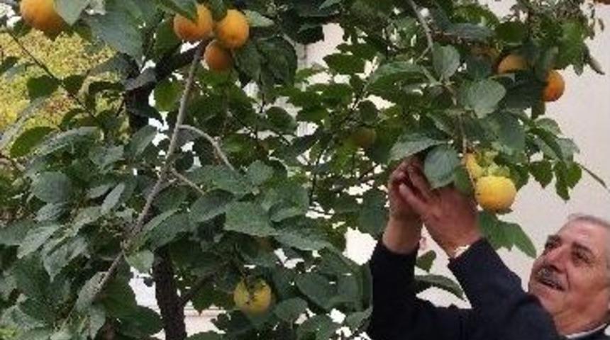 Edremit&rsquo;te Cennet Hurması Yetiştirildi