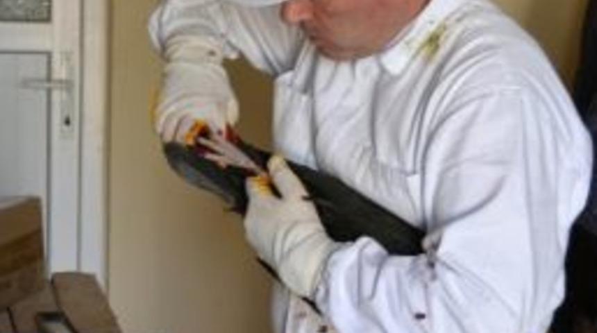 Kelaynaklar &Ccedil;oğalıyor