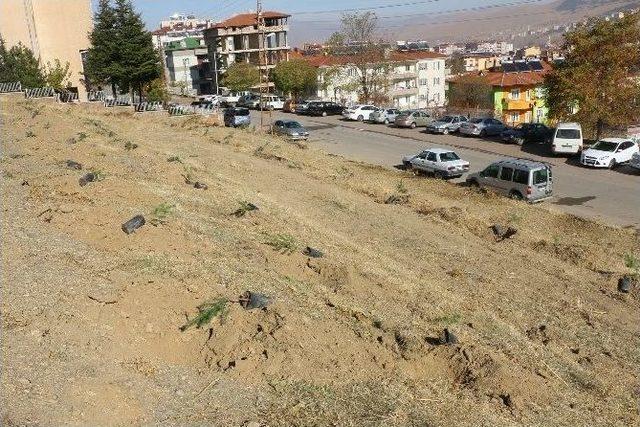 Öğretmenler Gününde Yahyalı’da Çınar Dikildi