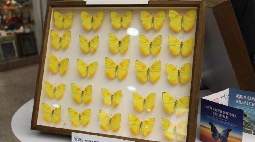 Kelebek Sergisine Yoğun İlgi