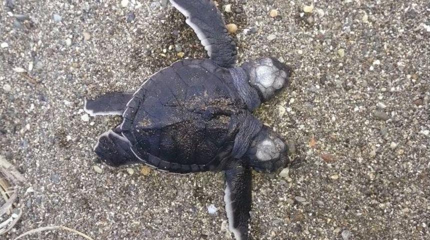 İki Başlı Deniz Kaplumbağası Yavrusu Bulundu