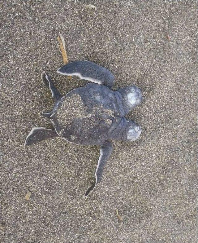 İki Başlı Deniz Kaplumbağası Yavrusu Bulundu