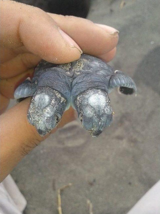 İki Başlı Deniz Kaplumbağası Yavrusu Bulundu