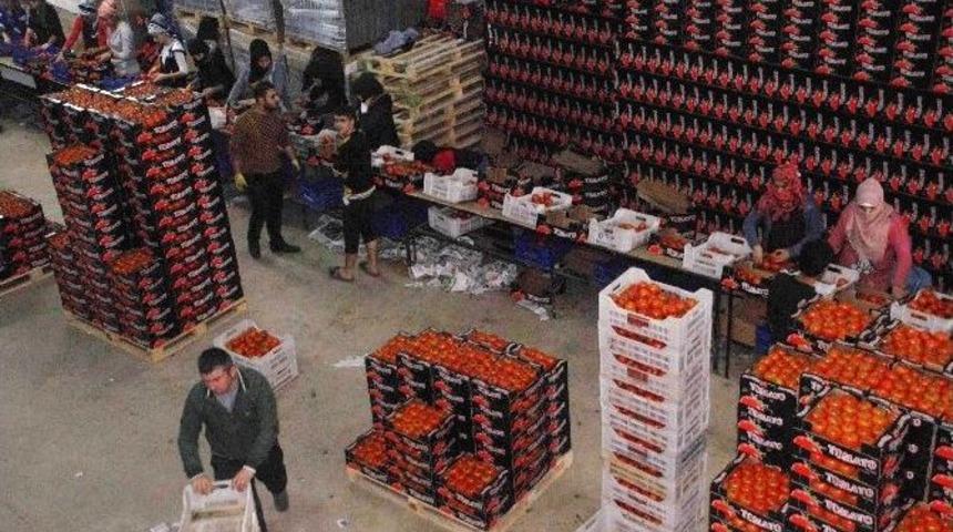 Rus U&ccedil;ağının D&uuml;ş&uuml;r&uuml;lmesi, Domatesi Vurdu