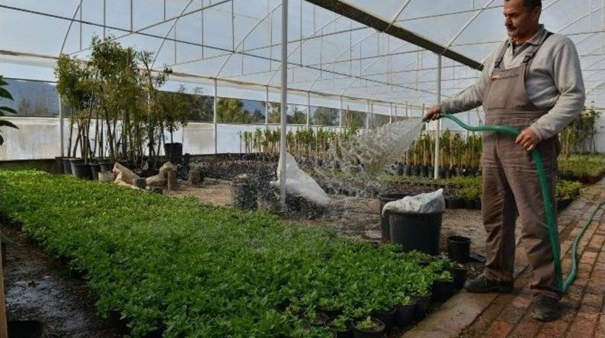 Konyaaltı Belediyesi Kendi Bitkisini Kendi &Uuml;retiyor