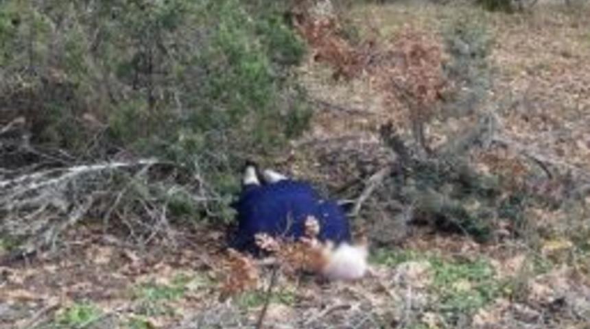 Mantar Toplamaya Giden Kişi &Ouml;l&uuml; Bulundu