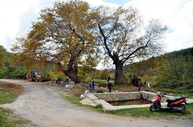 250 Yıllık Ağaca Sahip Çıkılıyor