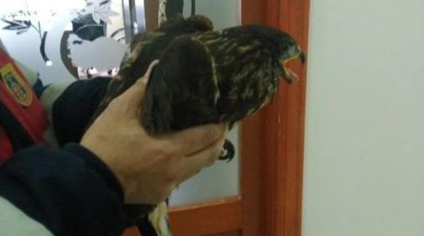 Jandarma Tarafından Bulunan Yaralı Doğan Sağlığına Kavuşturulacak