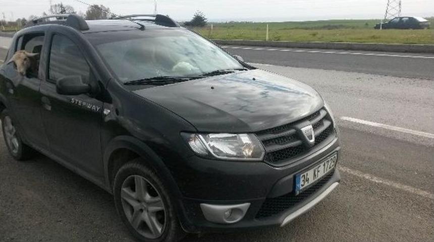 Hasta Koyunun Otomobille Seyahati