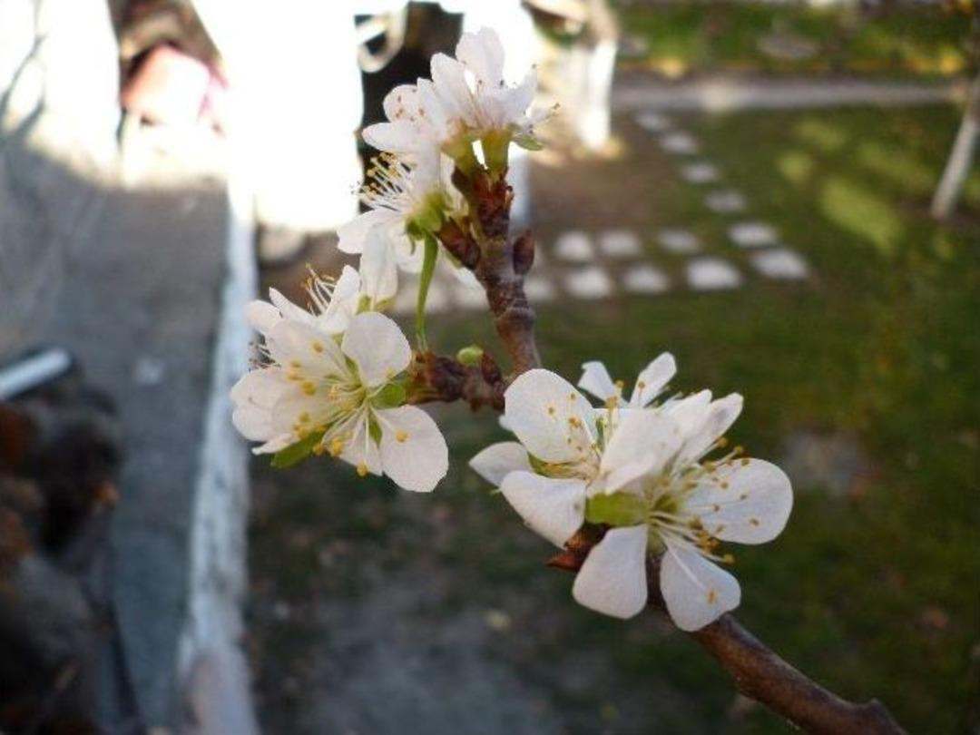 Mevsimi Şaşıran Erik Ağacı &Ccedil;i&ccedil;ek A&ccedil;tı