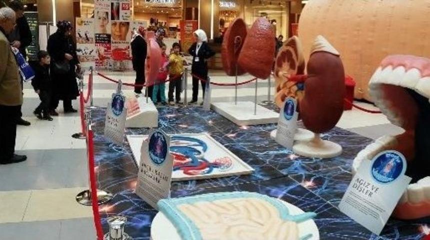 İnsan V&uuml;cuduna Yolculuk