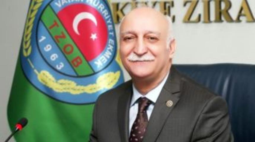 Zeytinde Hasat Zamanı