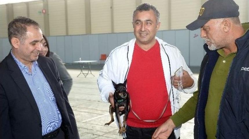 Adana’da Köpek Irkları Yarıştı