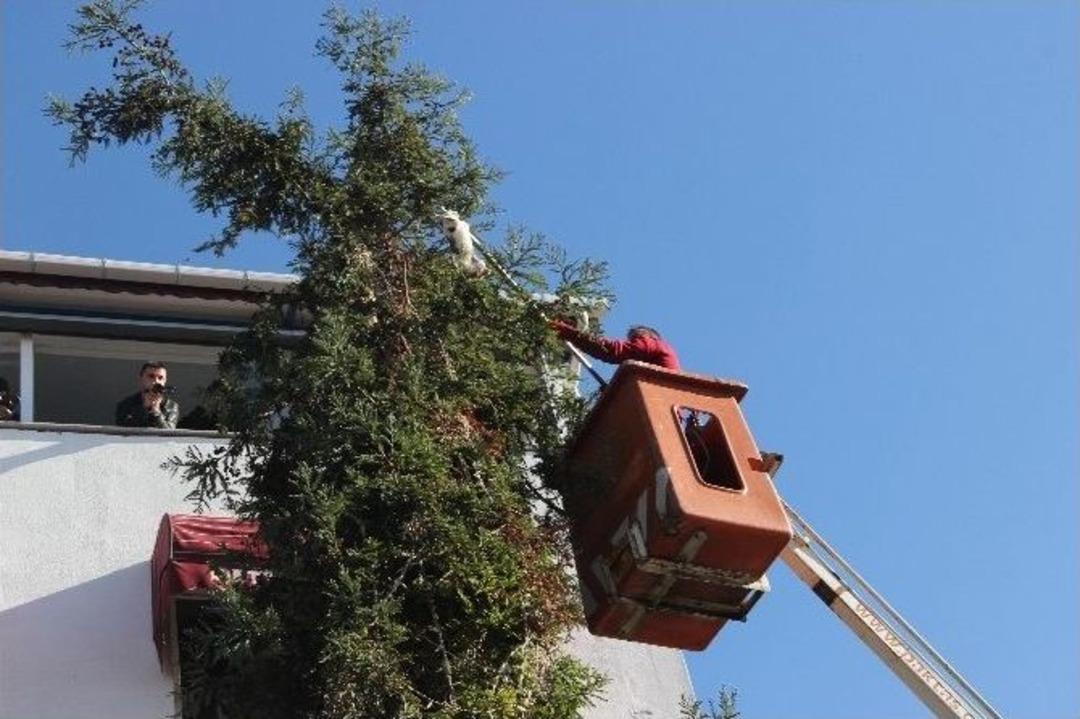 G&uuml;nlerdir Ağa&ccedil;ta Mahsur Kalan Kedi Kurtarıldı