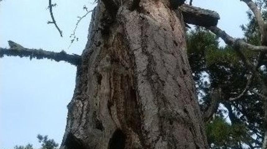 Yıldırım D&uuml;şen Asırlık &Ccedil;am Ağa&ccedil;ları Kurumaya Başladı