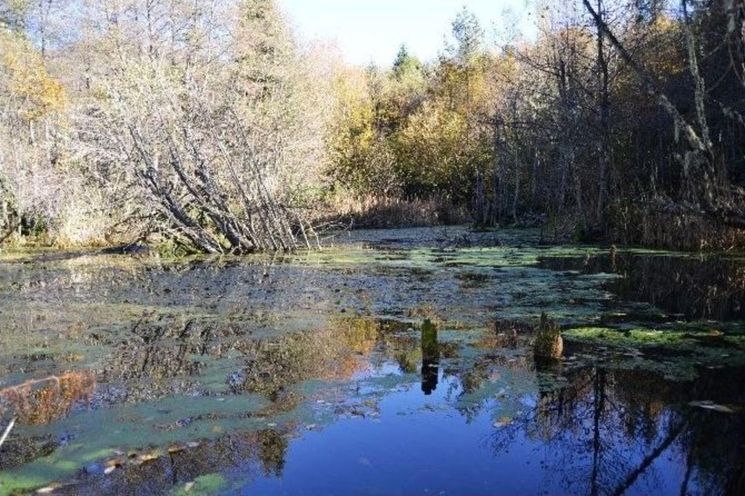 G&uuml;meli Yaylaları Fotoğraf&ccedil;ılar Ve Doğaseverlerin G&ouml;zdesi Oldu