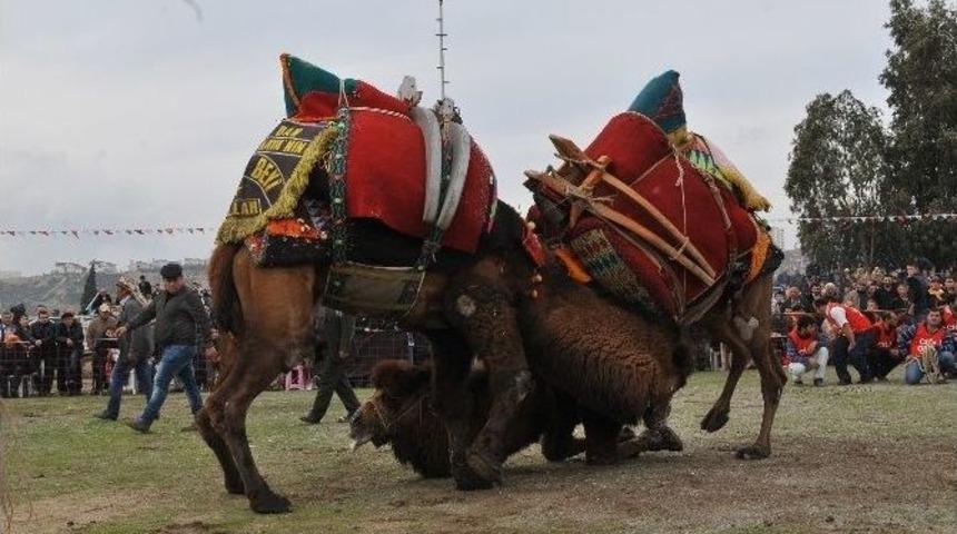 &Ccedil;iğli Deve G&uuml;reşleri İ&ccedil;in Geri Sayım