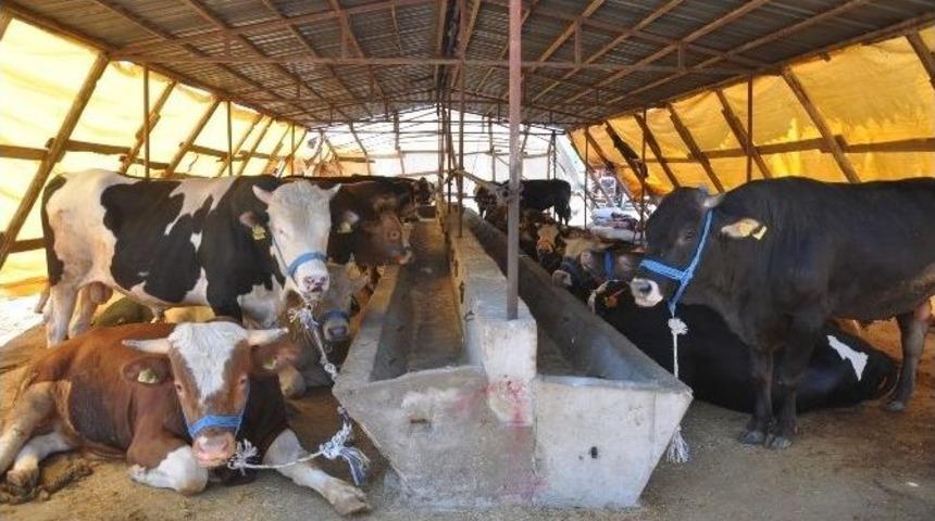 İneg&ouml;l&rsquo;de Şap Karantinası