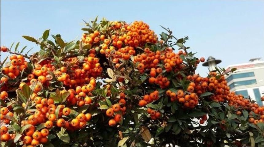 Şanlıurfa&rsquo;daki Park Bah&ccedil;e Bitkilerinin Peyzajı &Ccedil;ıkarılıyor
