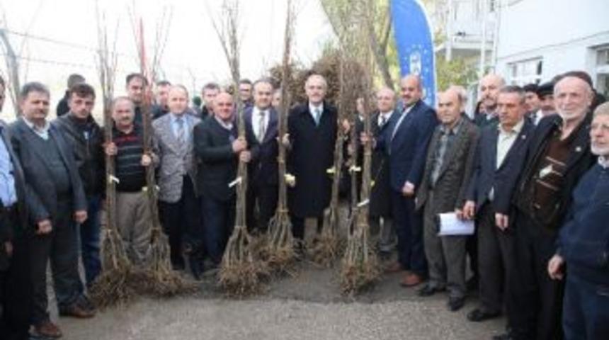 Bursa Kestanesi B&uuml;y&uuml;kşehir İle Canlanacak