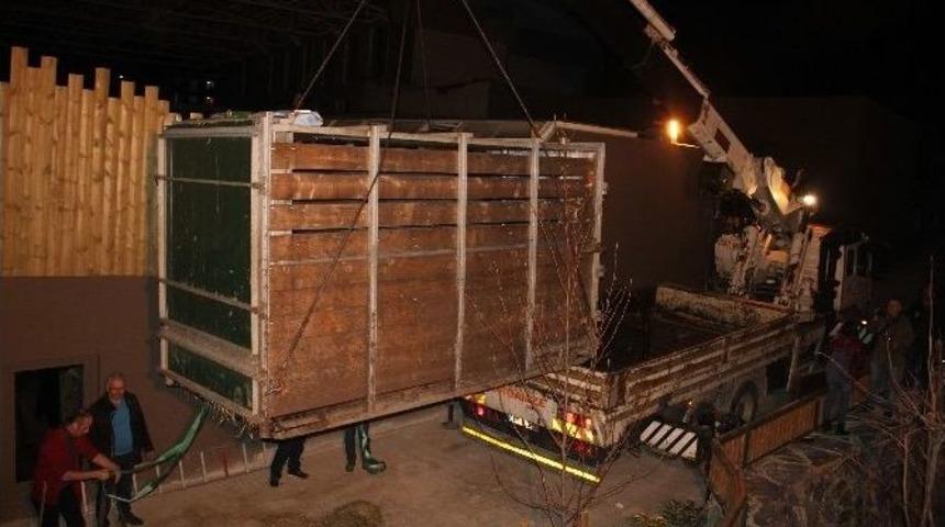 200 Saatlik Yolculuğun Ardından T&uuml;rkiye&rsquo;nin İlk Gergedanı Darıca&rsquo;ya Geldi