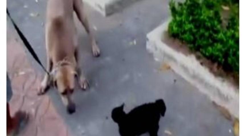 Cesur Kedi Yavrusunu K&ouml;peğin Pen&ccedil;elerinden B&ouml;yle Kurtardı