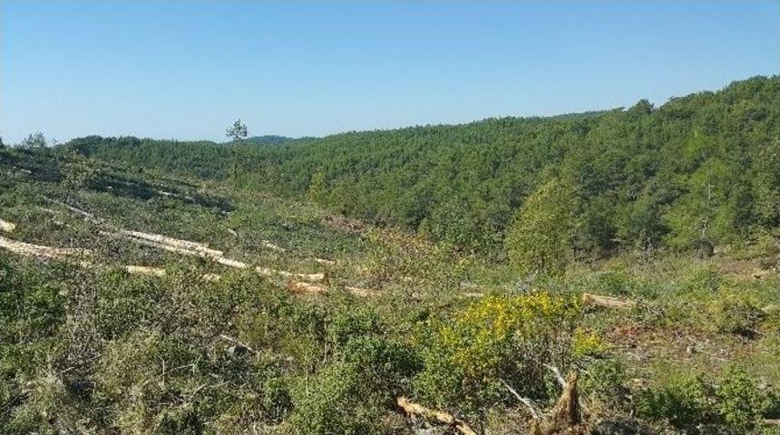 Ormanlık Alanlarda Gen&ccedil;leştirme &Ccedil;alışması