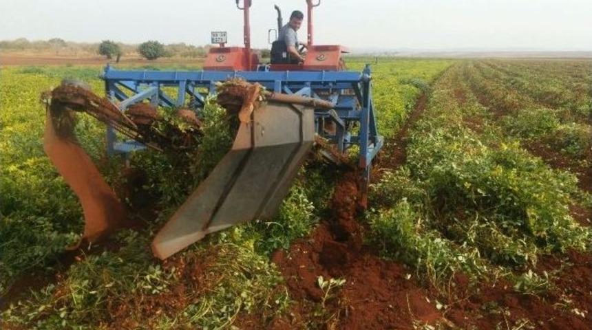 Reyhanlı&rsquo;da Yer Fıstığı Yetiştiriciliği Yaygınlaşıyor