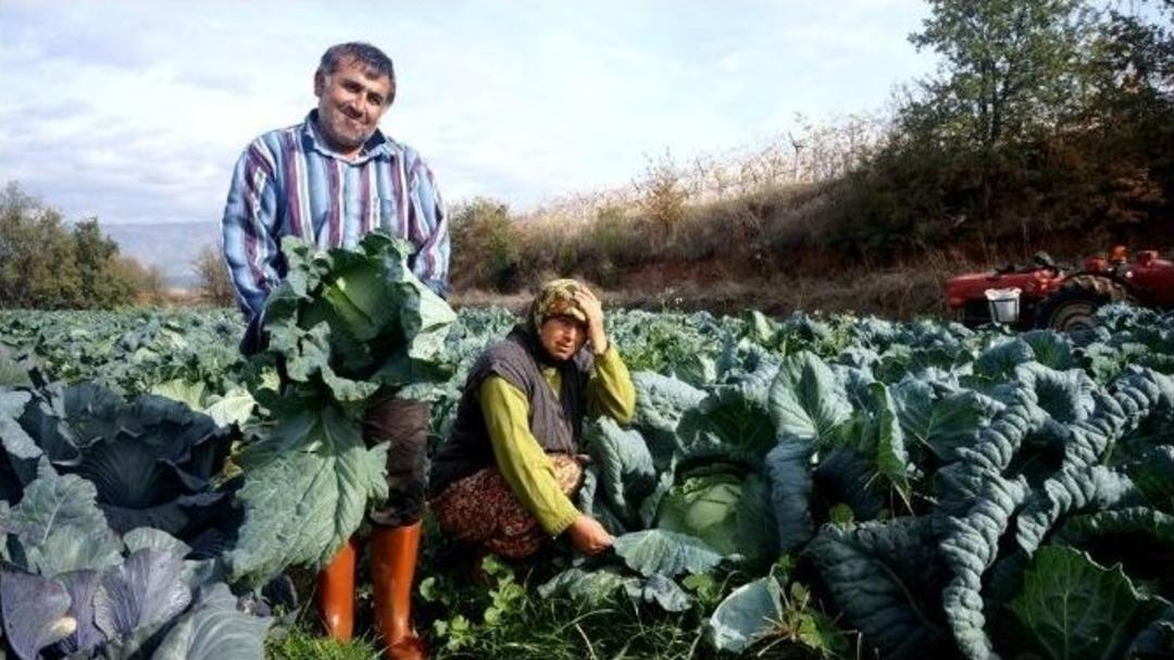Kışlık Sebzeleri Doğal Olarak &Uuml;retiyor