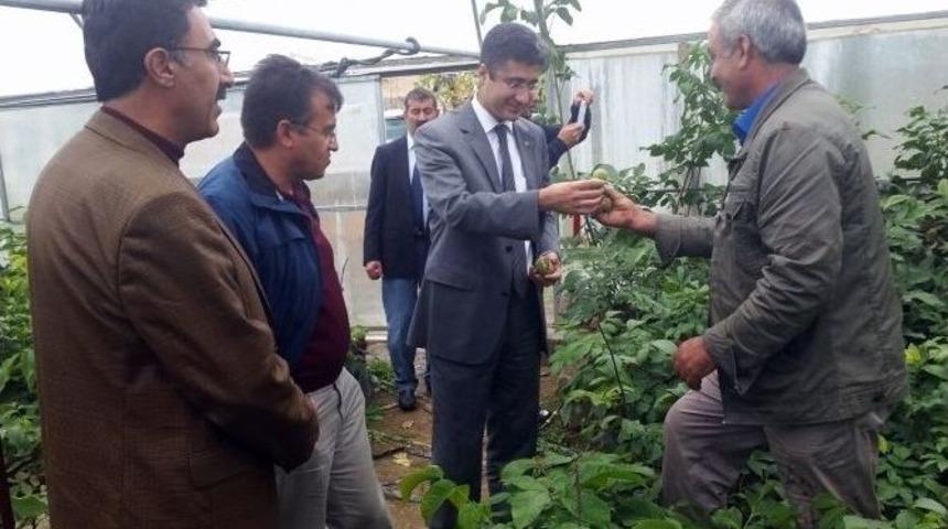 Adilcevaz Cevizi Koruma Altına Alınacak