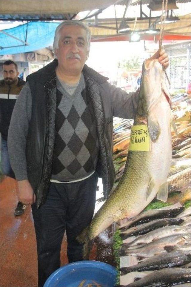 Elazığ’da Dev Turna Balığı Yakalandı