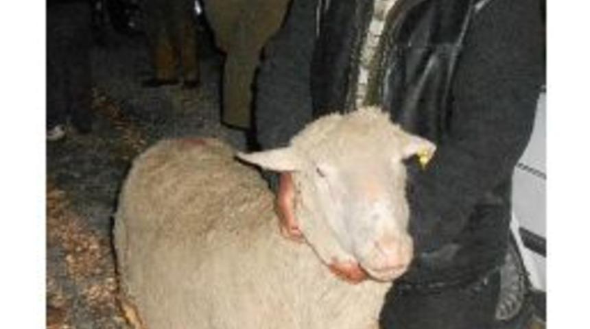 Afyonkarahisar&rsquo;da &Ccedil;ift&ccedil;ilere Damızlık Ko&ccedil; Dağıtıldı