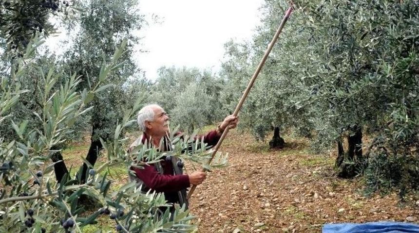 Osmangazi&rsquo;den Zeytin Yağı &Uuml;reticisine Destek