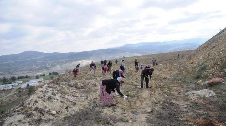 Maden Sahaları Ağa&ccedil;landırılıyor